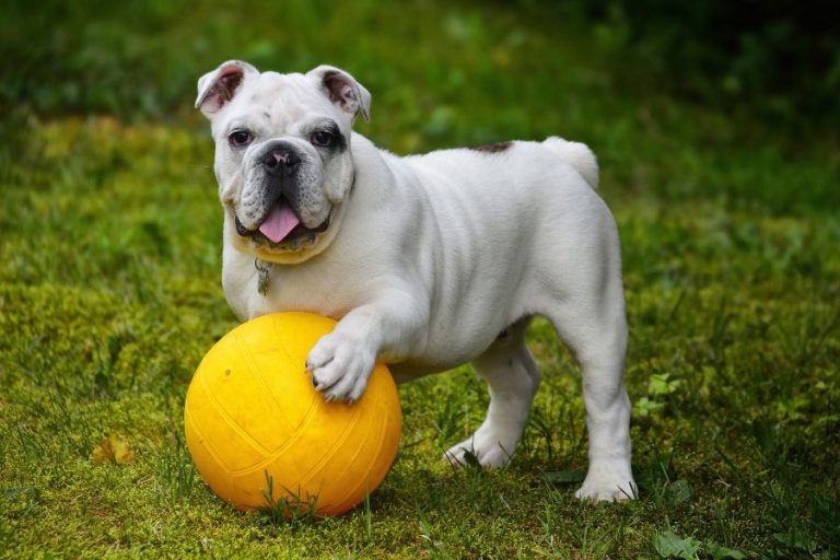 La Adorable Bulldog