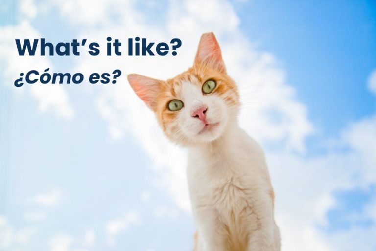 What’s it like? ¿Cómo es?