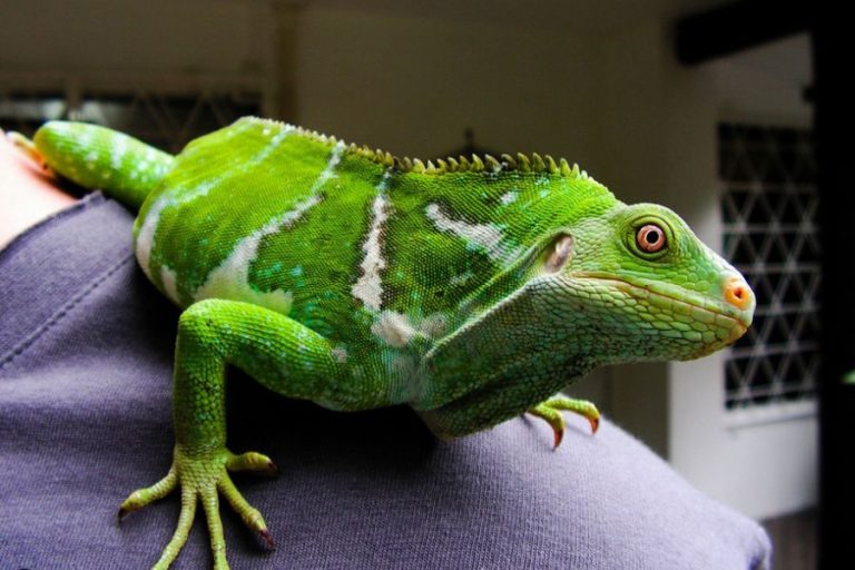 la iguana crestada de Fiyi