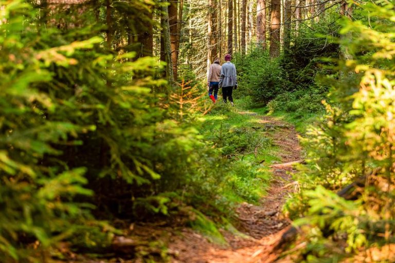 Caminar Por El Bosque
