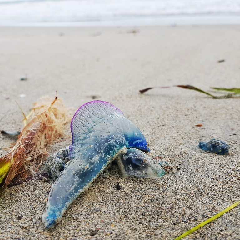 La Medusa Botella Azul
