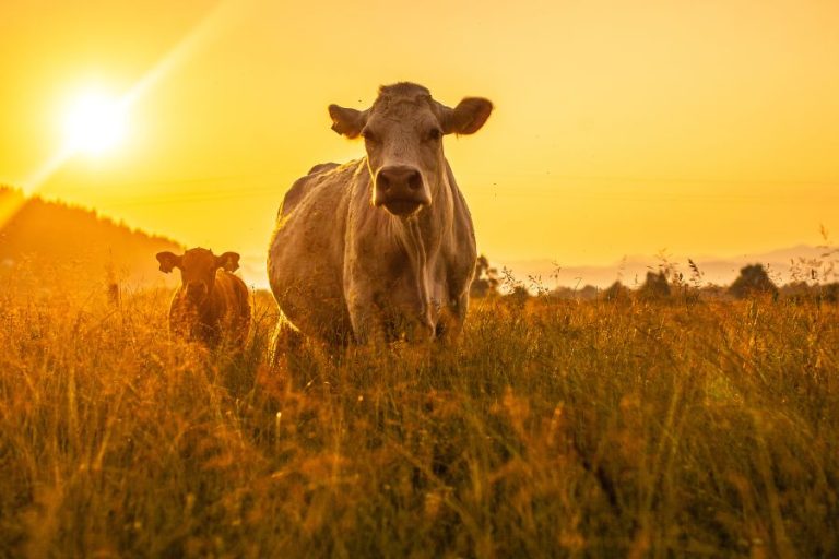 Las Vacas de la Mañana
