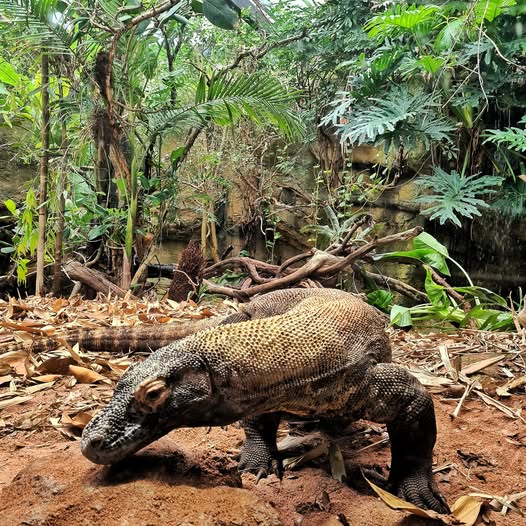 Parque Nacional de Komodo 