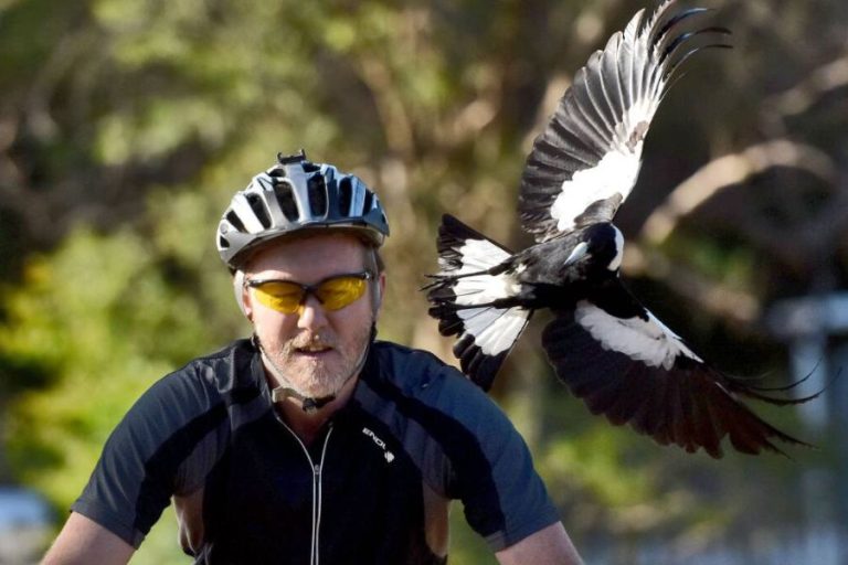 el magpie de Australia