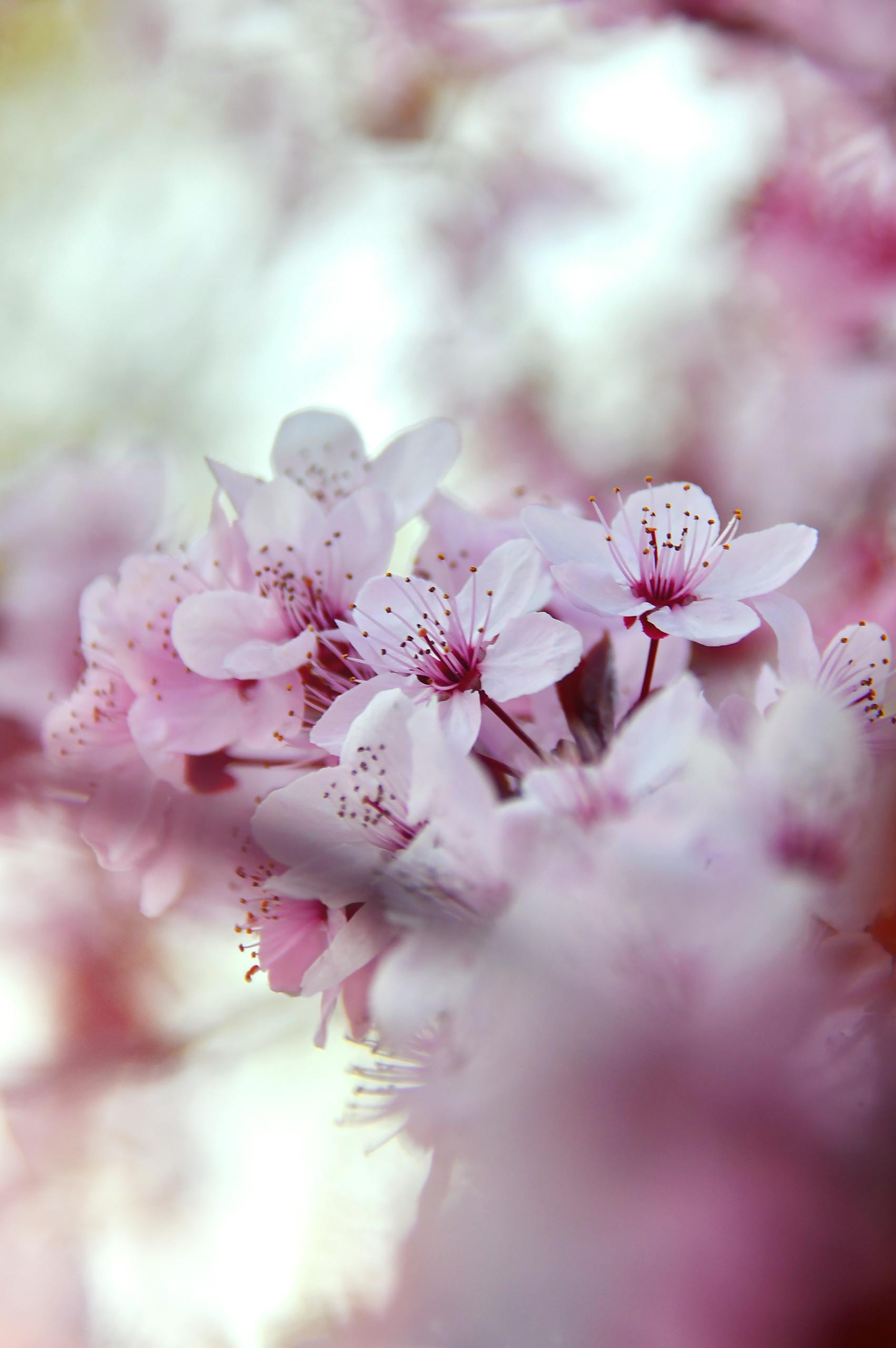 Detailed close-up of pink cherry blossoms in full bloom, capturing their delicate beauty.