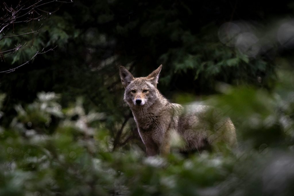 Close-up of a coyote in its natural forest habitat, surrounded by lush foliage.