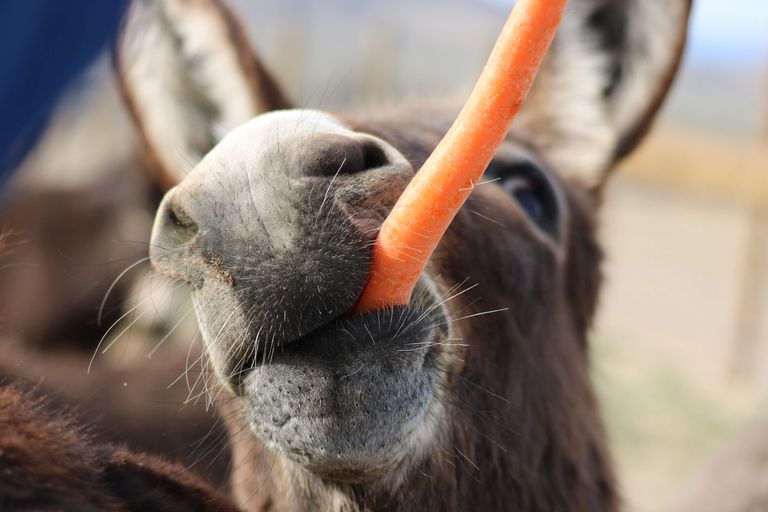 A donkey up close enjoying a carrot in a sunny outdoor setting.