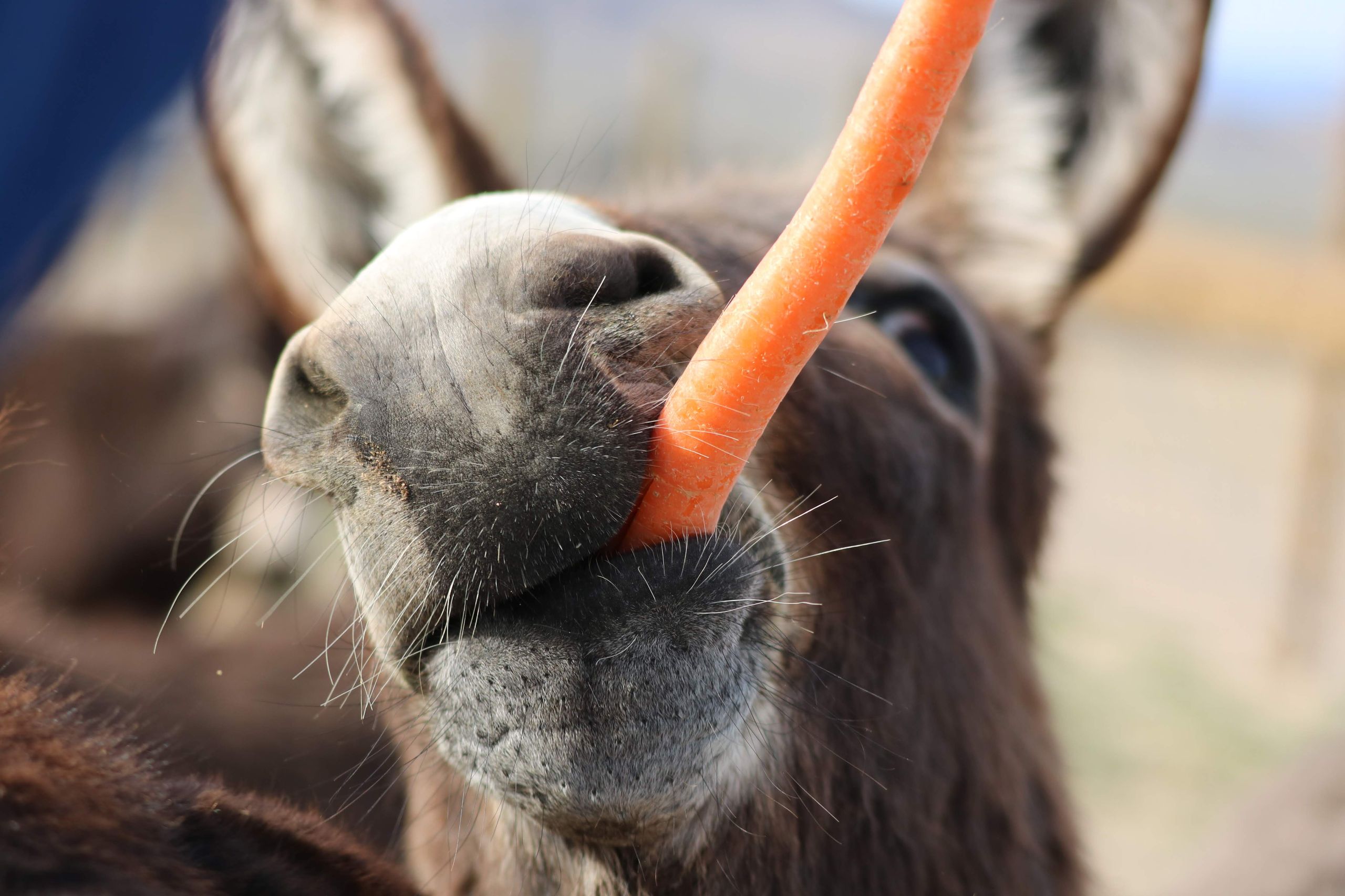 A donkey up close enjoying a carrot in a sunny outdoor setting.