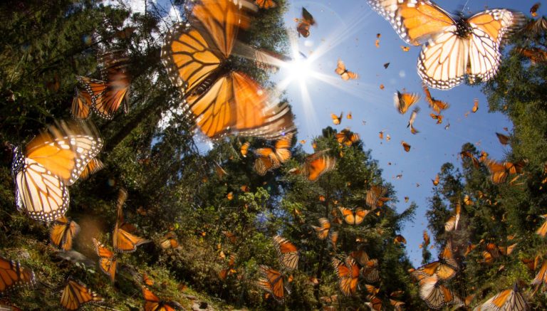 La Mariposa Monarca