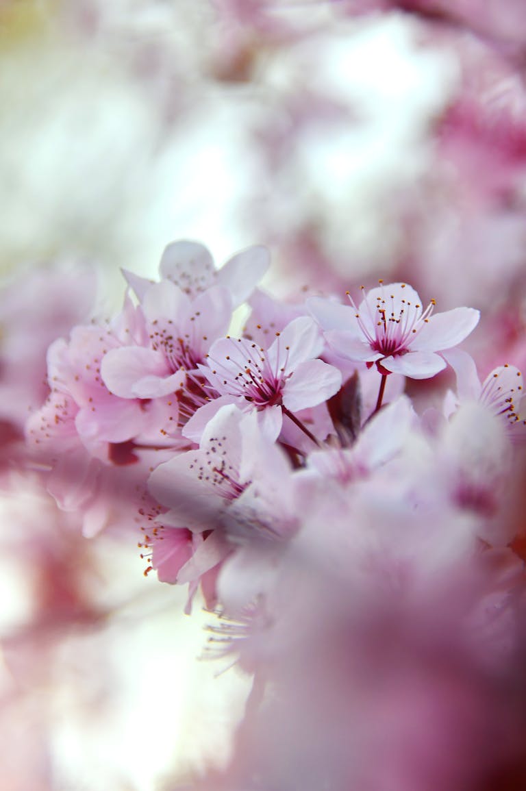 Detailed close-up of pink cherry blossoms in full bloom, capturing their delicate beauty.